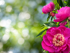 Highlighted image: Slecht pioenenjaar en geen CNB Dutch Peony Days!